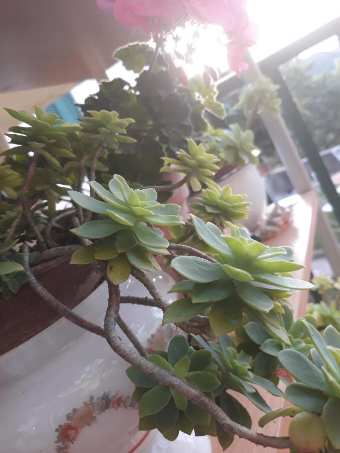 B&B Peverello Castelnuovo Magra Zewnętrze zdjęcie